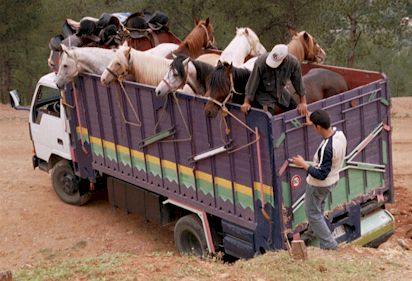 horses_ready_to_leave.jpg