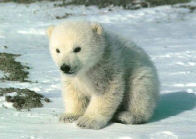 cucciolo orso polare