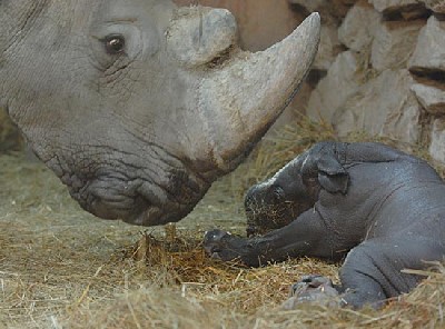 rinoceronte-bianco.jpg