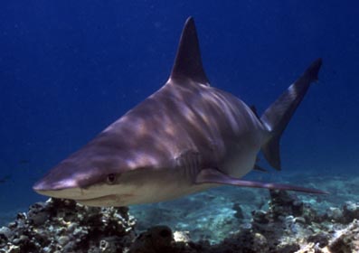 squali-del-mediterraneo-a-rischio-estinzione-foto.jpg