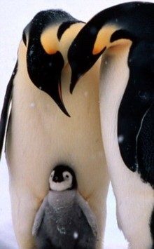 I pinguini imperiali e la lunga marcia dell'amore