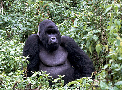 virunga-gorilla-2.jpg