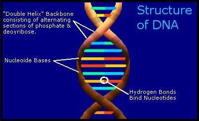 L'ambiente che danneggia il nostro DNA