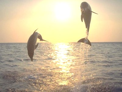 Completato il censimento dei delfini d’acqua dolce