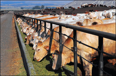 vegetariani-per-un-giorno-e-il-gas-serra-diminuisce-foto1.jpg