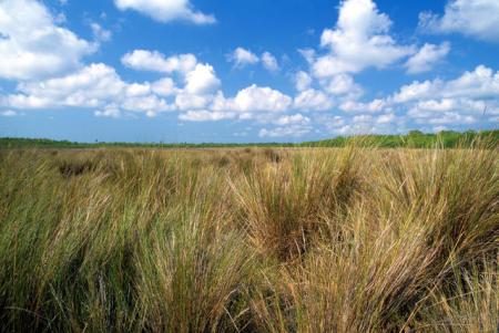 biocarburanti-il-paradosso-dellecologia-foto.jpg