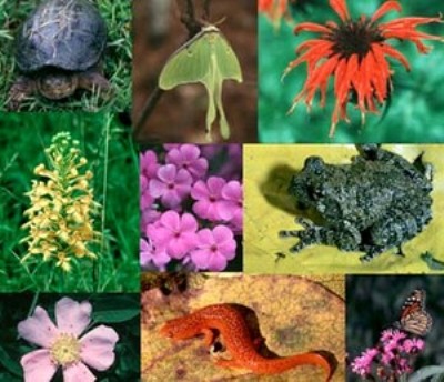 Biodiversità: assicurazione sulla vita del nostro pianeta