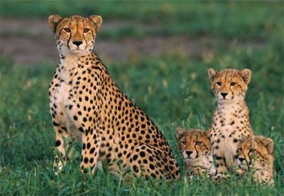 Lo sapevate che i ghepardi sono in via d'estinzione? Ora si cerca di salvarli