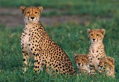 cheetahncubs.jpg