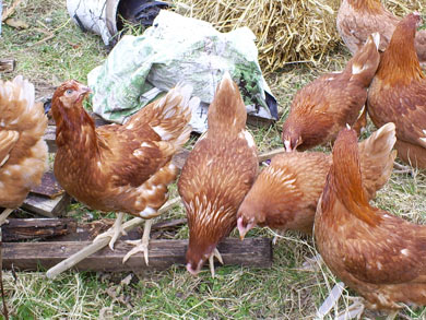 good-egg-2008-un-premio-per-le-galline-libere-foto.jpg