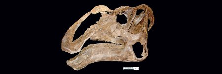 gryposaurus-monumentensis-skull.jpg