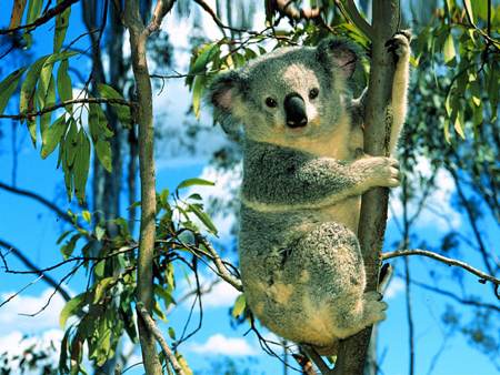 koala-a-rischio-estinzione-co2-toglie-nutrimento-all-eucalipto-foto.jpg