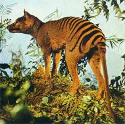 resuscitare-la-tigre-della-tasmania-i-suoi-geni-funzionano-ancora-foto.jpg