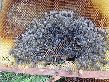 Stiamo uccidendo le api: stop agli insetticidi killer!