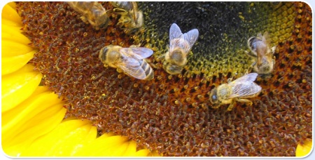 stiamo-uccidendo-le-api-stop-agli-insetticidi-killer-foto.jpg
