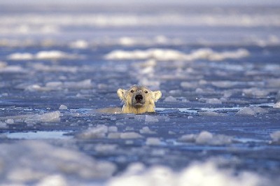 swimming_pbear_beaufort.jpg