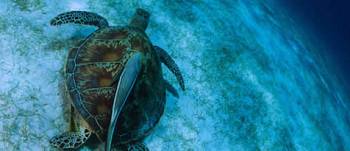una-tartaruga-marina-viva-vale-piu-di-una-tartaruga-marina-morta-foto1.jpg