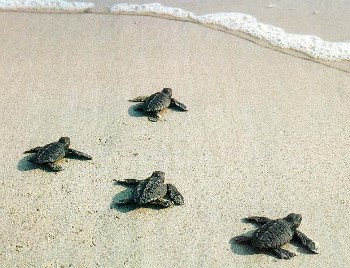 una-tartaruga-marina-viva-vale-piu-di-una-tartaruga-marina-morta-foto2.jpg
