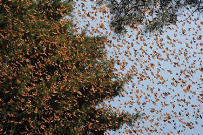 farfalle-monarca.jpg