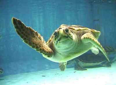 WWF: al via la campagna per salvare le tartarughe marine Caretta caretta