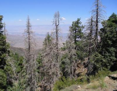 I cambiamenti climatici uccidono gli alberi sulle montagne della California