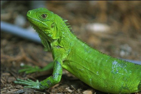 Dai coccodrilli alle iguana, il traffico di animali esotici diventa sempre più duro