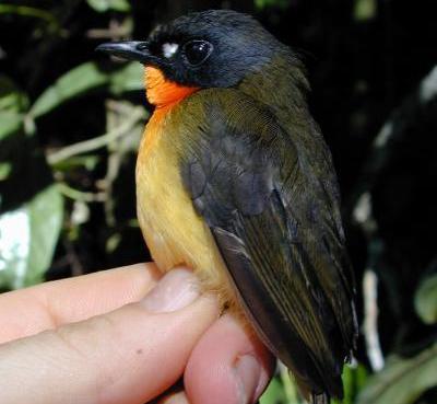 Nuova specie di uccelli scoperta in Africa