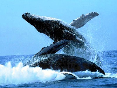 Protesta per la caccia alle balene in Giappone
