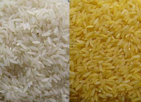 Golden Rice, un Ogm contro la fame nel mondo