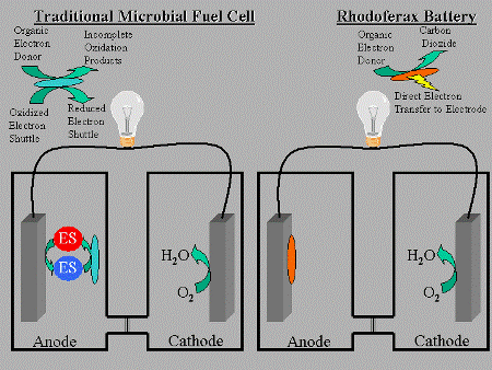 Microbial Fuel Cell, produrre elettricità dai batteri