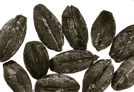Bioetanolo, possibile impiego di noccioli di olive