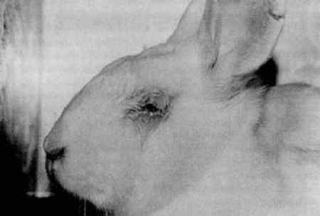 Test sugli animali, torture in nome della scienza 