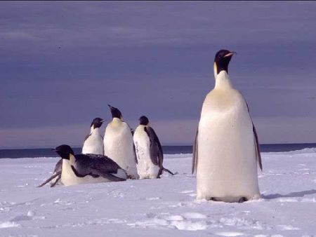 Pinguino imperatore rischia l'estinzione in meno di un secolo