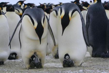 I pinguini imperatore marciano verso l'estinzione