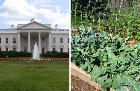 L'orto di Michelle Obama alla Casa Bianca, coltivare biologico è trendy 