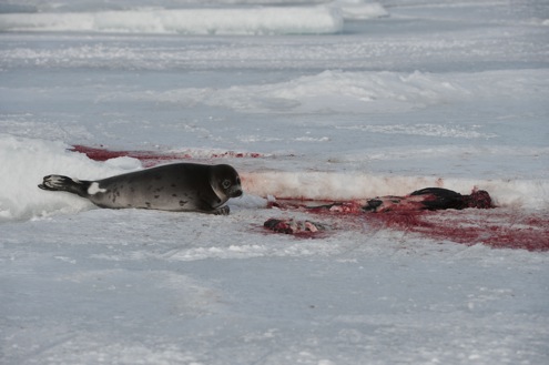 17.000 foche uccise in due giorni, il primo bilancio della mattanza canadese