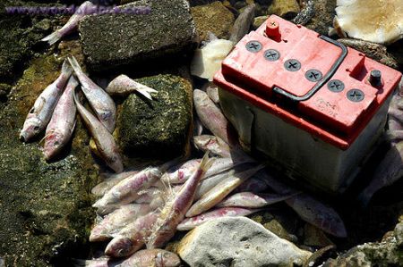Pesci del Mediterraneo inquinati da mercurio