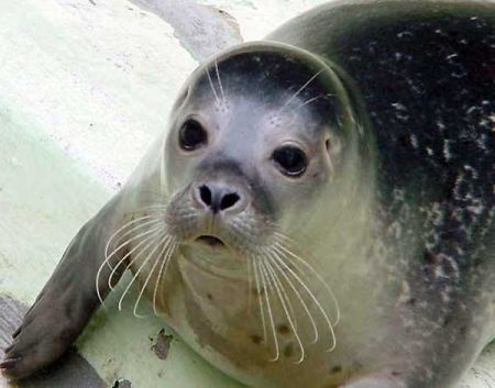 Approvato il piano Mom per salvare la foca monaca