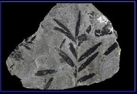 fossile-specie-estinta