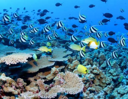 Hawaii: la popolazione marina rischia di estinguersi
