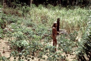 coltivazioni-manioca