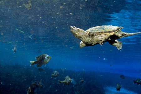estinzione-tartarughe-marine