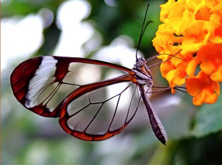 Un mondo senza farfalle, gli insetti barometro dei cambiamenti climatici