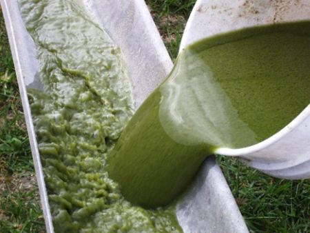 Biocarburante dalle alghe, la svolta dai nativi americani