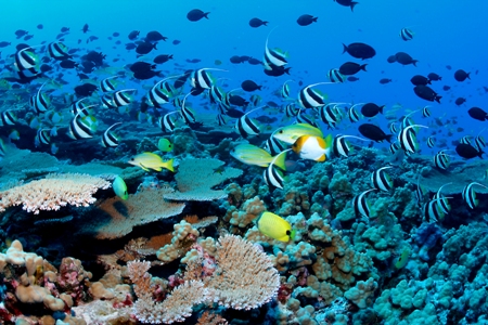 Barriere coralline, le più colpite dal riscaldamento globale