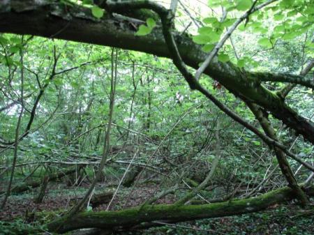 Foreste inglesi a rischio per la perdita di biodiversità