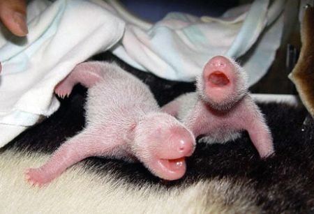 panda appena nati