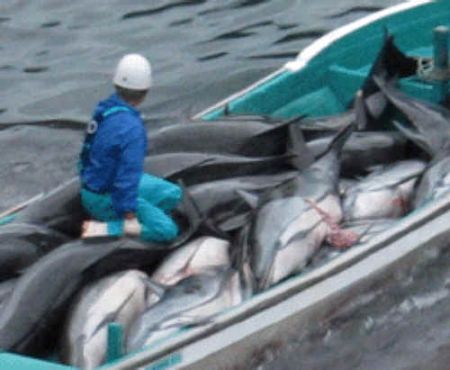 uccisione delfini
