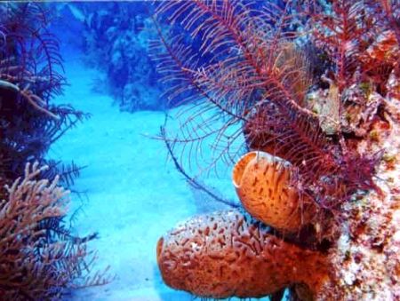Barriere coralline, un dettaglio economico da oltre 100 miliardi di euro