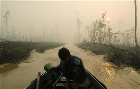 foresta pluviale danneggiata in indonesia